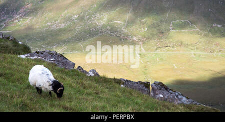 Un mouton broute haut sur les montagnes de la péninsule de Dingle, au-dessus de la vallée de l'Owenmore et près de l'Conor Pass. Banque D'Images