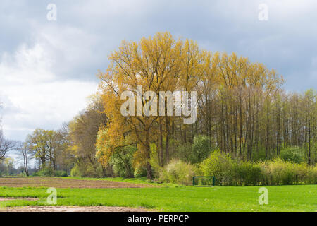 Les hêtres dans un paysage agricole Banque D'Images