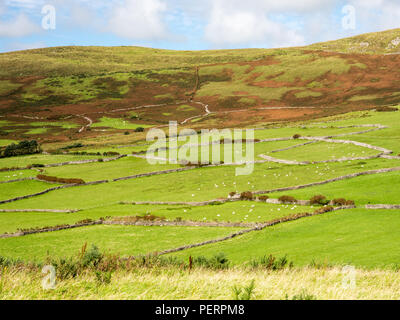 Les pâturages sur les collines au-dessus de la ville de Dingle sur la péninsule de Dingle. Banque D'Images