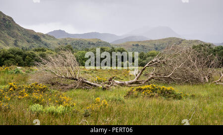 A fallen tree lies spread in a field under the mountains of Iveragh Peninsula in Ireland's County Kerry. Banque D'Images