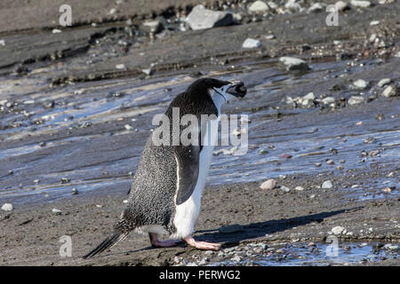 Lone jugulaire penguin walking sur une plage dans l'Antarctique Banque D'Images