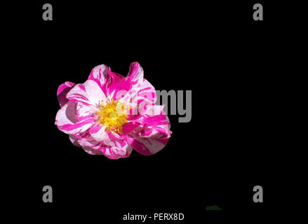 Rose lumineux et blanc belle Rosa Rugosa rose isolated on black Banque D'Images