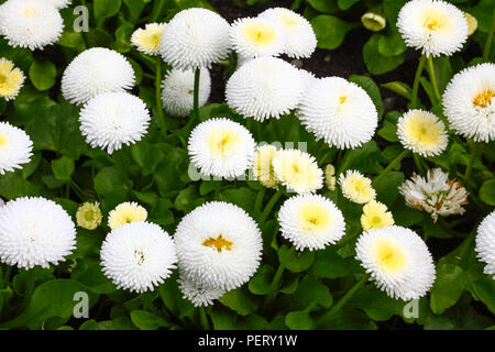 Close up de bellis floraison fleurs dans un parterre de fleurs Banque D'Images