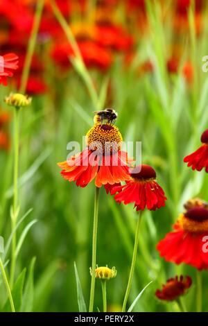 La pollinisation des abeilles helenium fleurs sur une chaude journée ensoleillée Banque D'Images