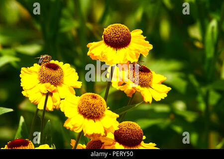 Les abeilles pollinisent helenium fleurs sur une chaude journée ensoleillée Banque D'Images