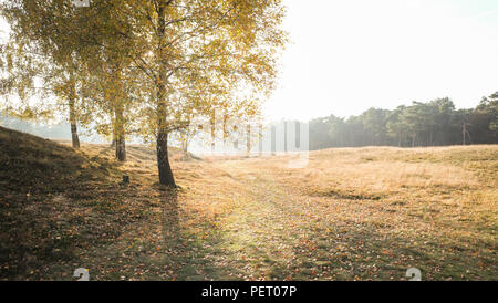 Le soleil se couche sur un automne misty meadow près d'une forêt, avec des couleurs ou d'orange, jaune et vert. Banque D'Images