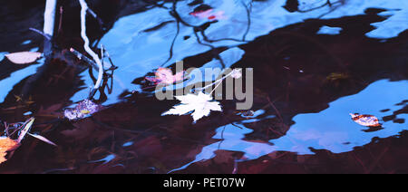 Feuilles d'érable jaune et blanc dans l'eau du fleuve pendant la saison d'automne. Jour de pluie d'automne arrière-plan. Maple leaf impressionnante et ciel bleu reflété Banque D'Images