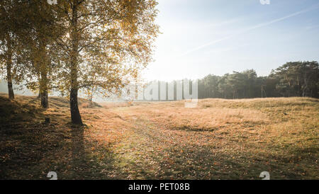 Le soleil se couche sur un automne misty meadow près d'une forêt, avec des couleurs ou d'orange, jaune et vert. Banque D'Images
