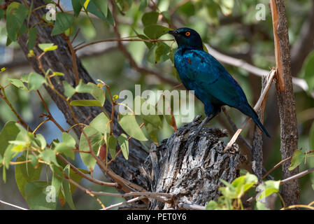 Cap bleu chatoyant de couleurs vives chez les feuilles vert brillant starling dans un arbre Banque D'Images