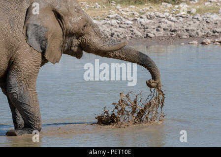 Elephant jouant avec de l'eau à trou d'eau couvert de boue humide, Etosha National Park, Namibie Banque D'Images