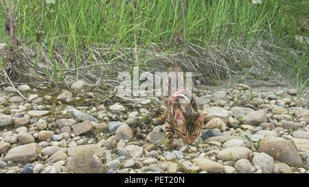 Un chat bengal marche sur l'herbe verte. Kitty Bengal apprend à marcher le long de la forêt. Asian Leopard Cat tente de se cacher dans l'herbe. Chat domestiqué Reed dans la nature. Chat domestique sur la plage près de la rivière. Banque D'Images