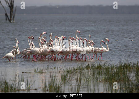 Petit troupeau de flamant rose allant dans l'eau peu profonde oesar Nakuru au Kenya Banque D'Images