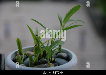 Le dracaena sanderiana Banque D'Images