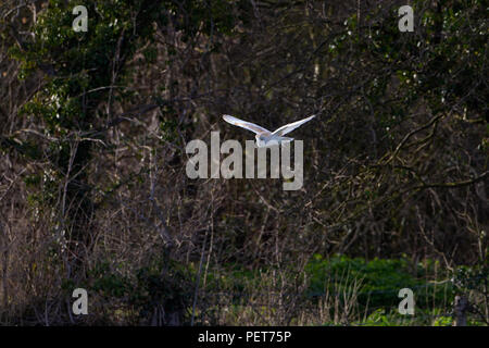 Effraie des clochers Tyto alba dans un champ de cantonnement à Norfolk, au Royaume-Uni la chasse au crépuscule Banque D'Images