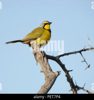 Bokmakierie, Addo Elephant National Park, Eastern Cape, Afrique du Sud Banque D'Images