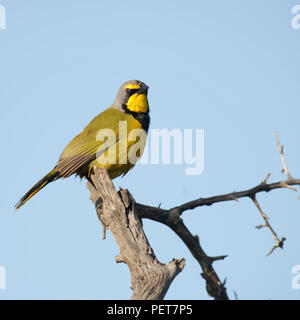 Bokmakierie, Addo Elephant National Park, Eastern Cape, Afrique du Sud Banque D'Images