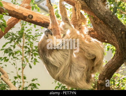 Un très détendue et réfrigérer trois-toed Sloth, brun clair, c'est suspendu à un arbre par ses jambes, tout en se grattant elle-même. Banque D'Images