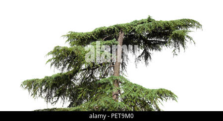 Cedrus libani, aka cèdre du Liban isolé sur fond blanc Banque D'Images