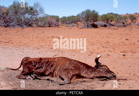 Restes d'une vache morte qui a péri en raison de l'extrême sécheresse dans le Territoire du Nord, Australie. Banque D'Images
