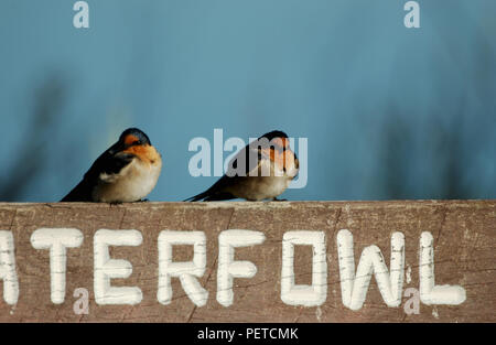 Deux hirondelles rustiques (Hirundo neoxena Welcome) perché sur un sanctuaire en bois signe pour la sauvagine et tiger les serpents, l'ouest de l'Australie. Banque D'Images