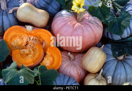 ASSORTIMENT DE CITROUILLES RÉCOLTÉES (CURCUBITA MAXIMA) ET FLEUR JAUNE SUR LA VIGNE. Banque D'Images