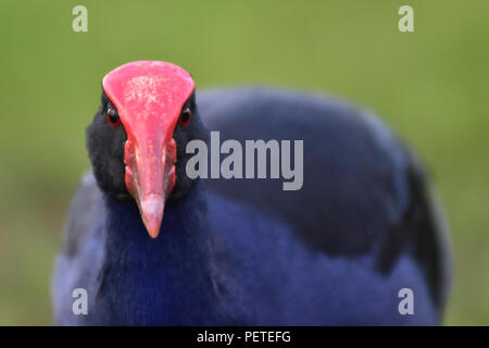 Détail du visage de l'Australasian pukeko talève sultane (porphyrio melanotus en Maori) sur l'arrière-plan flou vert. Banque D'Images