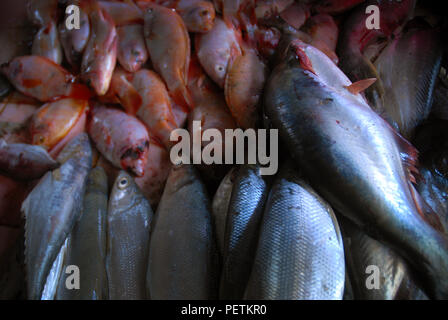 Le poisson pour la vente au marché dans le quartier de Prawirotaman Yogyakarta, Java, Indonésie. Banque D'Images