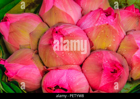 Bouquets de Rose lotus sacré (Nelumbo nucifera Gaertn) d'attente pour la vente au marché aux fleurs, Bangkok, Thaïlande. Banque D'Images