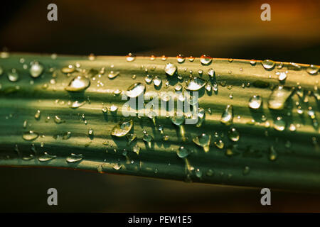 Plusieurs gouttes d'eau vive sur une feuille, mise au point sélective, contraste élevé, rétroéclairage, composition horizontale Banque D'Images