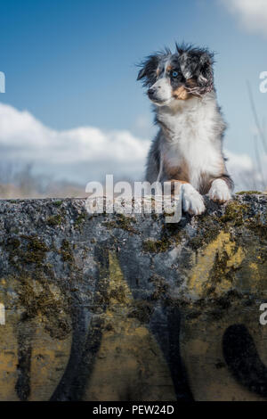 Mili le berger australien Miniature, chien ville Banque D'Images