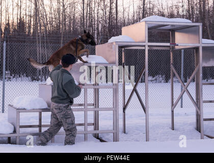 Les cadres supérieurs de l'US Air Force Airman Shaun Jordan Jr., 354e Escadron des Forces de sécurité de chien de travail militaire, promène son chien, Zzaryn, chien de travail militaire, grâce à la formation le 28 janvier 2016, à Eielson Air Force Base, en Alaska. La Jordanie a déclaré que la certification sur Zzaryn dans la détection et la patrouille était sa meilleure réalisation en tant que membre de l'équipe d'Iceman. (U.S. Air Force photo par un membre de la 1re classe Cassandra Whitman/libérés) Banque D'Images