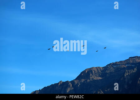 Le Condor vole dans la lumière du soleil du matin sur le Canyon de Colca Arequipa au Pérou dans la région de Banque D'Images