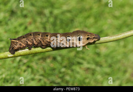 Un superbe Elephant Hawk-moth Caterpillar (Deilephila elpenor) perché sur une tige de la plante. Banque D'Images