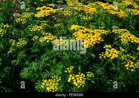 Tanaisie Tanacetum vulgare herb fleurs jaunes Banque D'Images