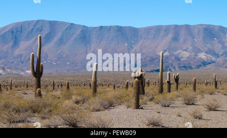 Vue panoramique du paysage du parc national de Los Cardones près de Cachi, en Argentine Banque D'Images