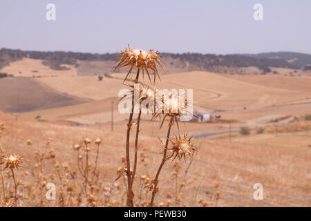 Paysage de la campagne andalouse, près de la ville de Séville. Tourné en août 2017 Banque D'Images