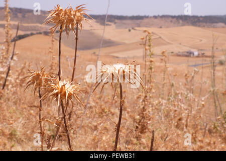 Paysage de la campagne andalouse, près de la ville de Séville. Tourné en août 2017 Banque D'Images