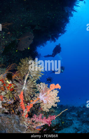 Divers (MR) l'exploration d'un mur avec des crinoïdes et alcyonarian corail dans l'avant-plan, les Fidji. Banque D'Images