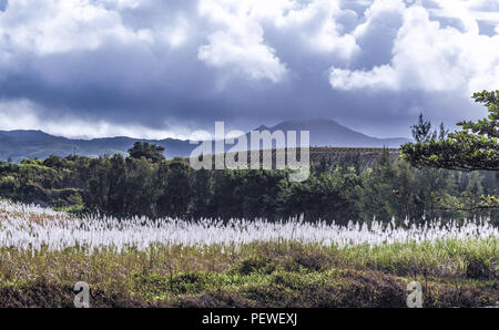 Dans les plantations de l'Ile Maurice Panorama. Banque D'Images