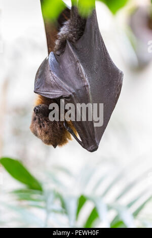 Rodrigues flying fox, fruits, pteropus rodricensis bat. Vue frontale tête en bas et aux rayures. Banque D'Images
