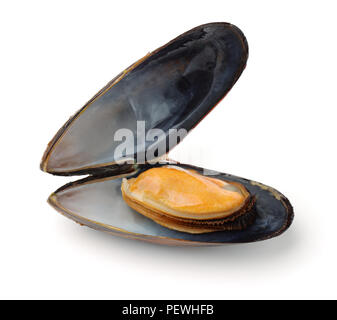 Moules bouillies unique isolated on white Banque D'Images