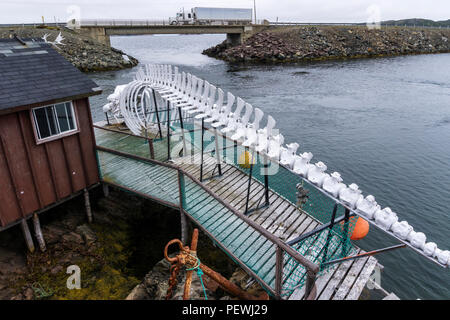 Un squelette de rorqual boréal Balaenoptera borealis, à l'extérieur, le premier quai pêcherie & heritage centre, près de Twillingate, Terre-Neuve. Banque D'Images