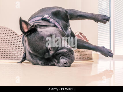 Chien staffordshire bull terrier noir endormi dans un lit en plastique avec coussin. Sa tête est accrochée sur le bord du lit dans ce qui ressemble à une situation délicate Banque D'Images