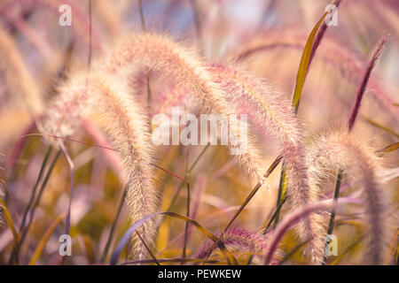 Vue rapprochée d'une journée au cours de roseaux , fond Banque D'Images