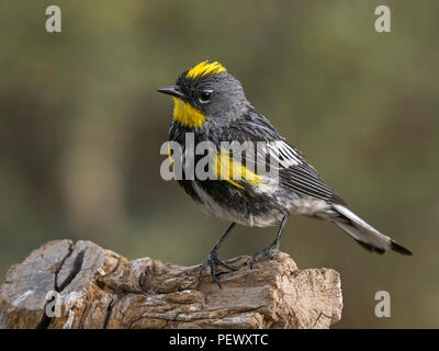 À croupion jaune mâle 'Audubon's Warbler (Setophaga coronata), comté de Lake Michigan Banque D'Images