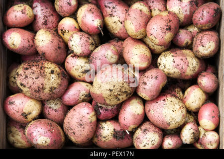 Solanum tuberosum 'Gypsy Rose'. De pommes de terre fraîchement récoltées 'Gypsy' dans une caisse en bois. Banque D'Images