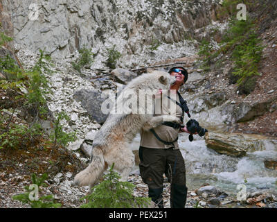 Rencontre du genre de fourrure. Moi-même et les loups de Golden, en Colombie-Britannique, Canada. Banque D'Images