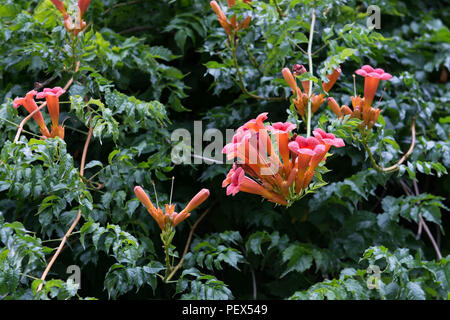 Vin trompette ou campsis radicans fleurs sur le mur d'escalade Banque D'Images