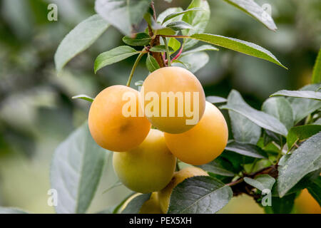 Image de prune jaune doux mûrit sur un arbre dans le jardin Banque D'Images