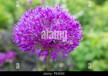 Le beau globe thistle flower, Liatris spicata Banque D'Images